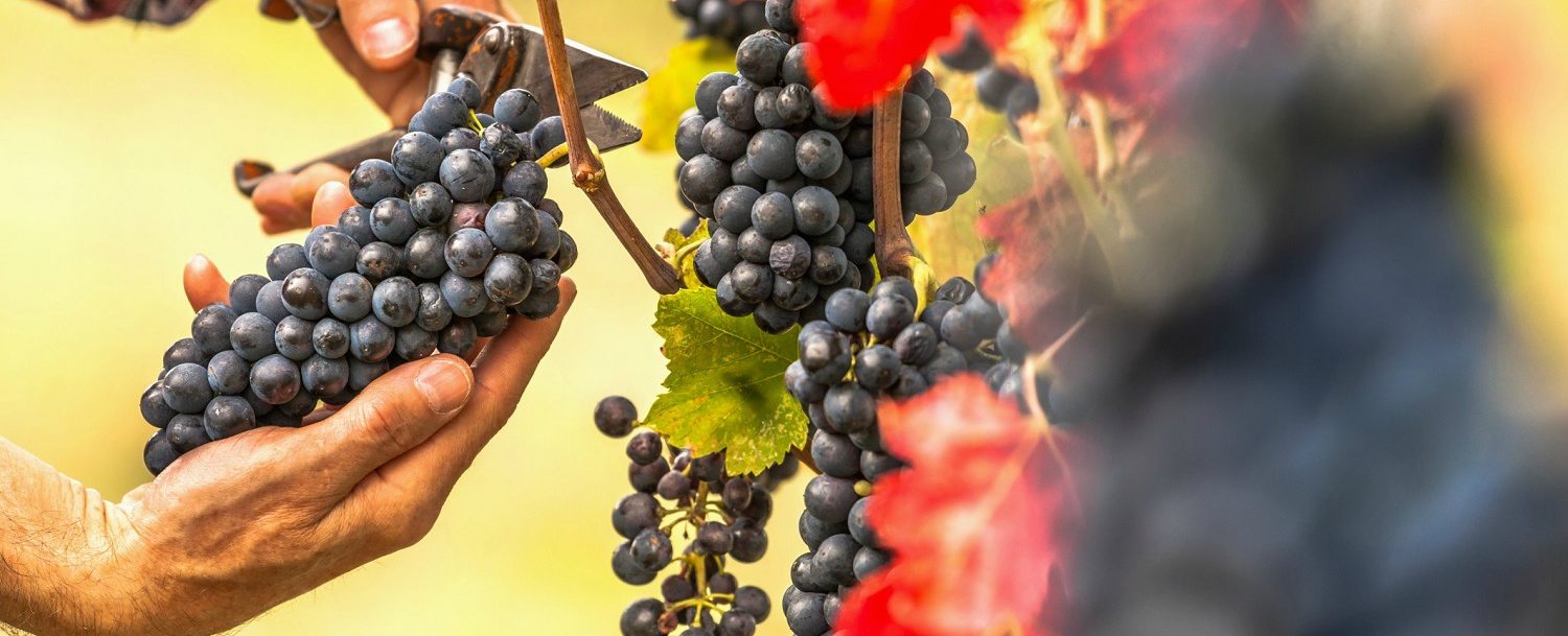 Pocono wineries grapes
